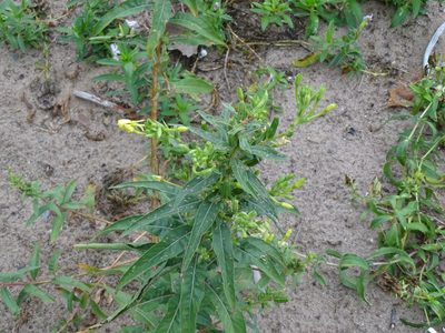 Oenothera parviflora, photographed by Reuven Martin