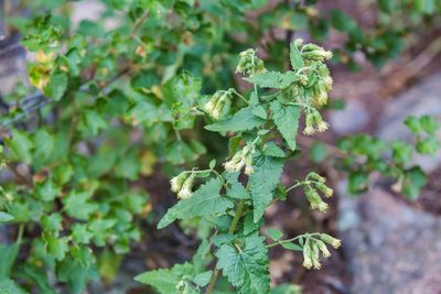 Brickellia grandiflora, photographed by Melissa McMasters