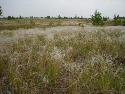 Stipa borysthenica, photographed by Oleksii Vasyliuk