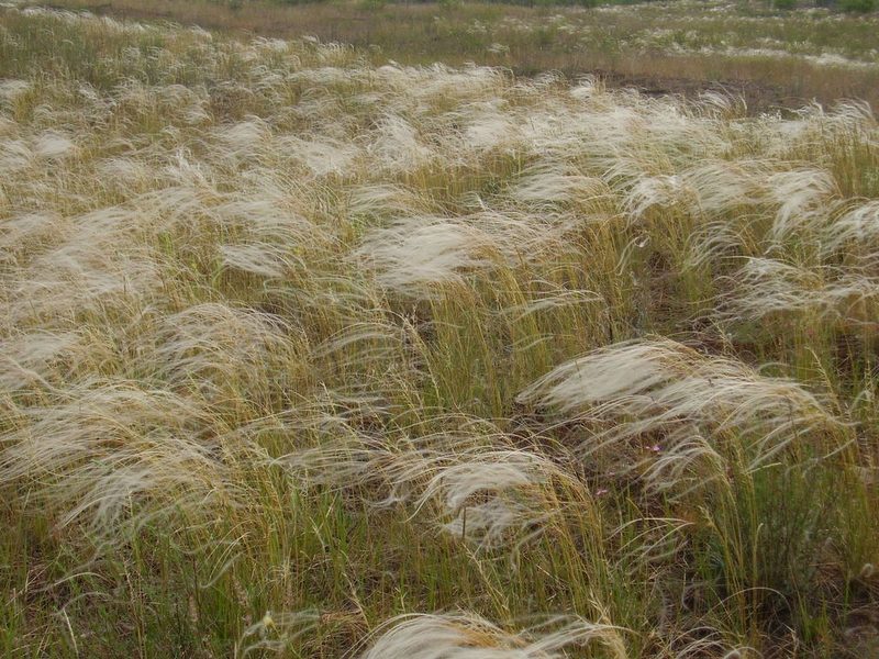 Stipa borysthenica, photographed by Oleksii Vasyliuk