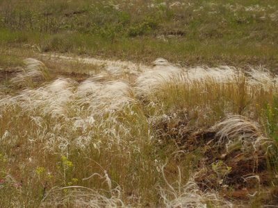 Stipa borysthenica, photographed by Oleksii Vasyliuk