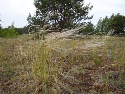 Stipa borysthenica, photographed by Oleksii Vasyliuk