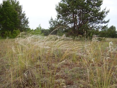 Stipa borysthenica, photographed by Oleksii Vasyliuk