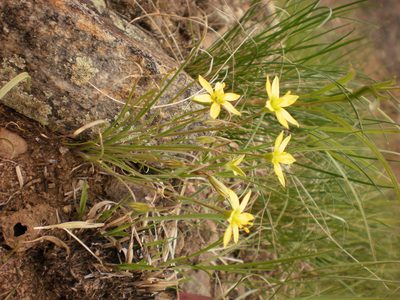 Gagea bulbifera, photographed by Oleksii Vasyliuk