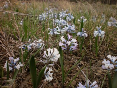 Hyacinthella pallasiana, photographed by Oleksii Vasyliuk