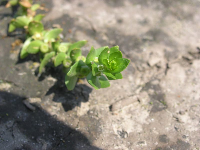 Elatine alsinastrum, photographed by Oleksii Vasyliuk