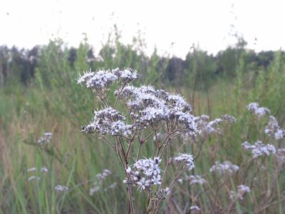 Gypsophila fastigiata, photographed by Oleksii Vasyliuk