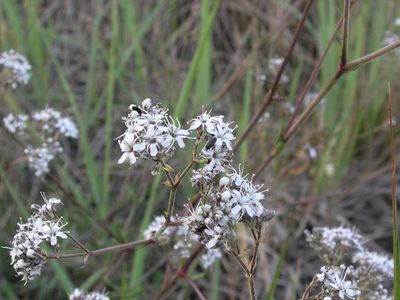 Gypsophila fastigiata, photographed by Oleksii Vasyliuk
