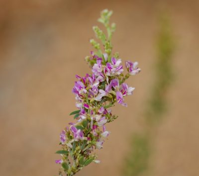 Lespedeza stuevei, photographed by Michelle W. （鍾偉瑋）