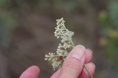 Eriogonum annuum, photographed by Michelle W. （鍾偉瑋）