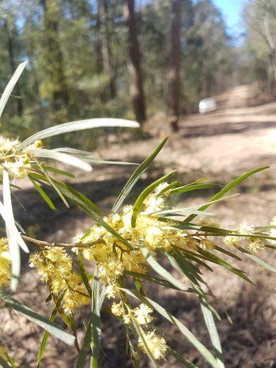 Acacia cognata, photographed by Vale Jenny Conolly