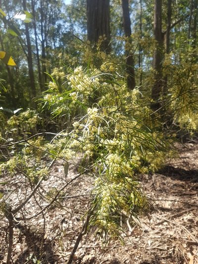 Acacia cognata, photographed by Vale Jenny Conolly