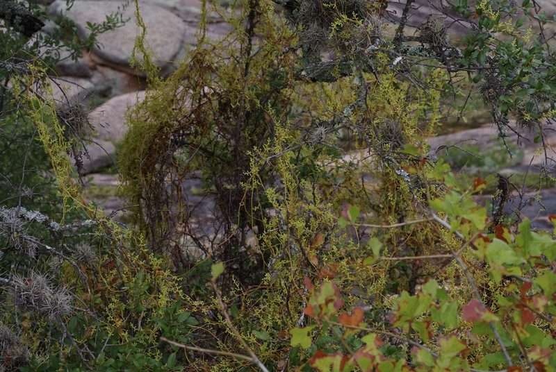 Cuscuta exaltata, photographed by Michelle W. （鍾偉瑋）