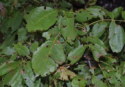 Carya texana, photographed by Michelle W. （鍾偉瑋）