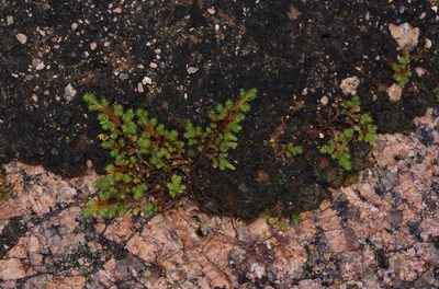 Selaginella peruviana, photographed by Michelle W. （鍾偉瑋）