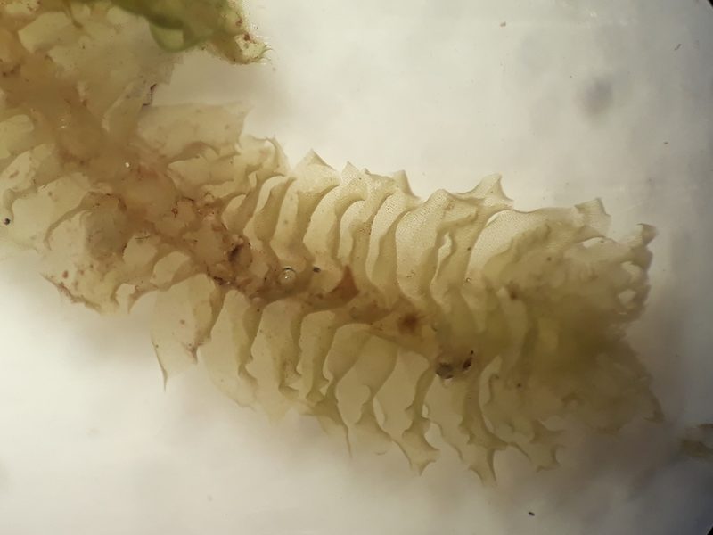 Heteroscyphus sinuosus, photographed by Leon Perrie