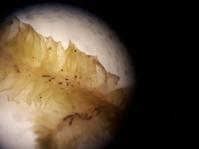 Heteroscyphus sinuosus, photographed by Leon Perrie
