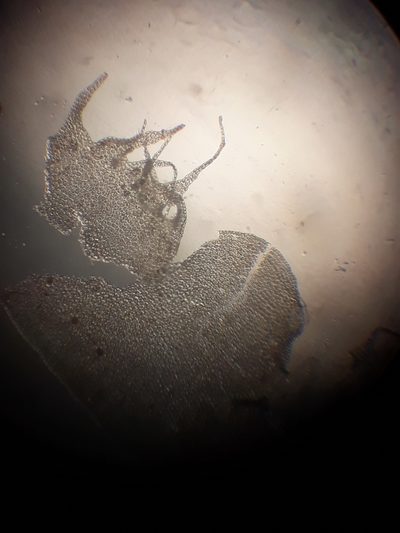 Heteroscyphus sinuosus, photographed by Leon Perrie