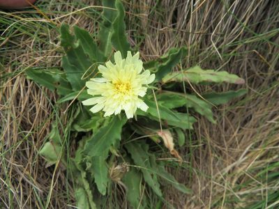 Schlagintweitia intybacea, photographed by Marco Mussita