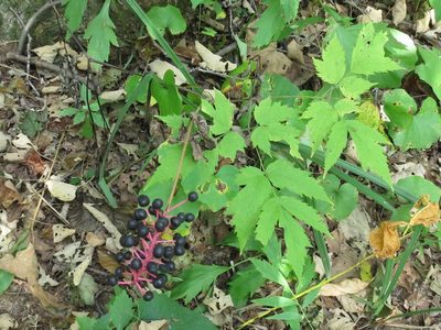Actaea asiatica, photographed by Repina Tatyana