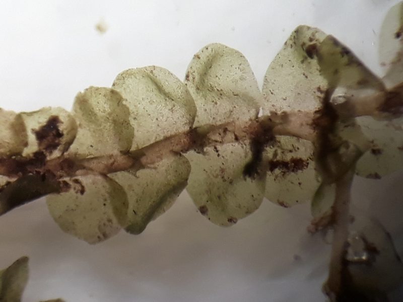 Lophocolea aperticaulis, photographed by Leon Perrie