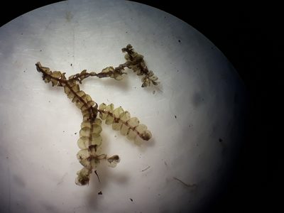 Lophocolea aperticaulis, photographed by Leon Perrie