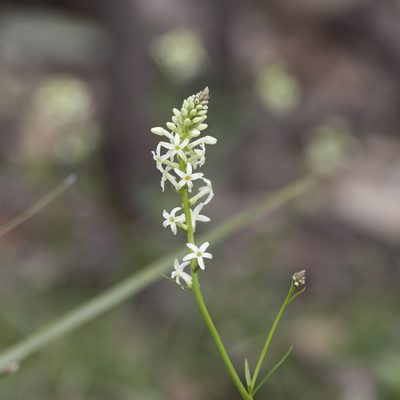 Stackhousia aspericocca, photographed by Kym Nicolson