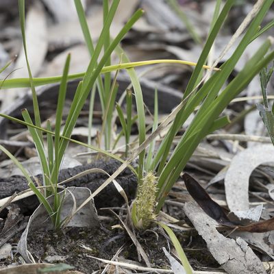 Lomandra densiflora, photographed by Kym Nicolson