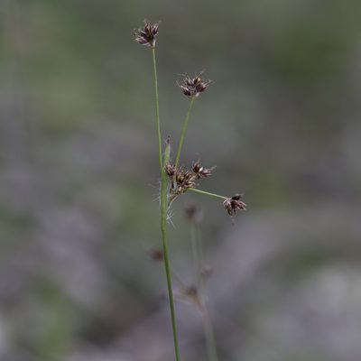 Luzula meridionalis, photographed by Kym Nicolson