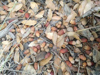 Quercus toumeyi, photographed by Alexis López Hernández