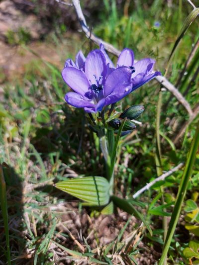 Babiana nervosa, photographed by Jacques van der Merwe