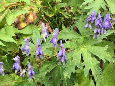 Aconitum senanense, photographed by pavlaki1968