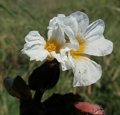 Ottelia kunenensis, photographed by Robert Taylor
