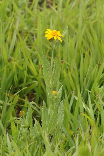 Lasianthaea aurea, photographed by Juan Carlos Pérez Magaña