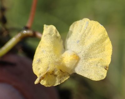 Utricularia reflexa, photographed by Robert Taylor