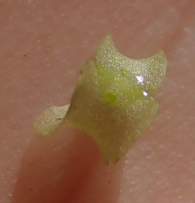 Wolffiella welwitschii, photographed by Robert Taylor