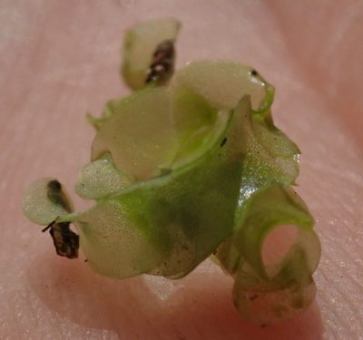 Wolffiella welwitschii, photographed by Robert Taylor