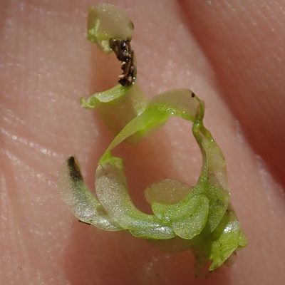Wolffiella welwitschii, photographed by Robert Taylor