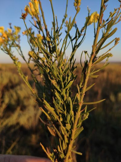 Linaria biebersteinii, photographed by Denys Vynokurov