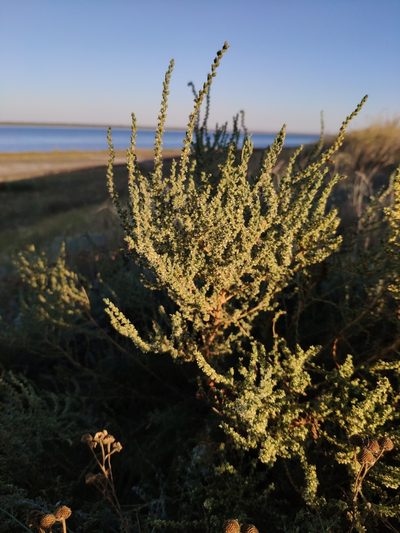Salsola laricina, photographed by Denys Vynokurov