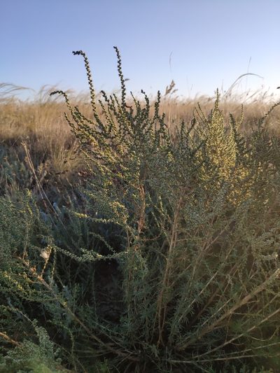 Salsola laricina, photographed by Denys Vynokurov