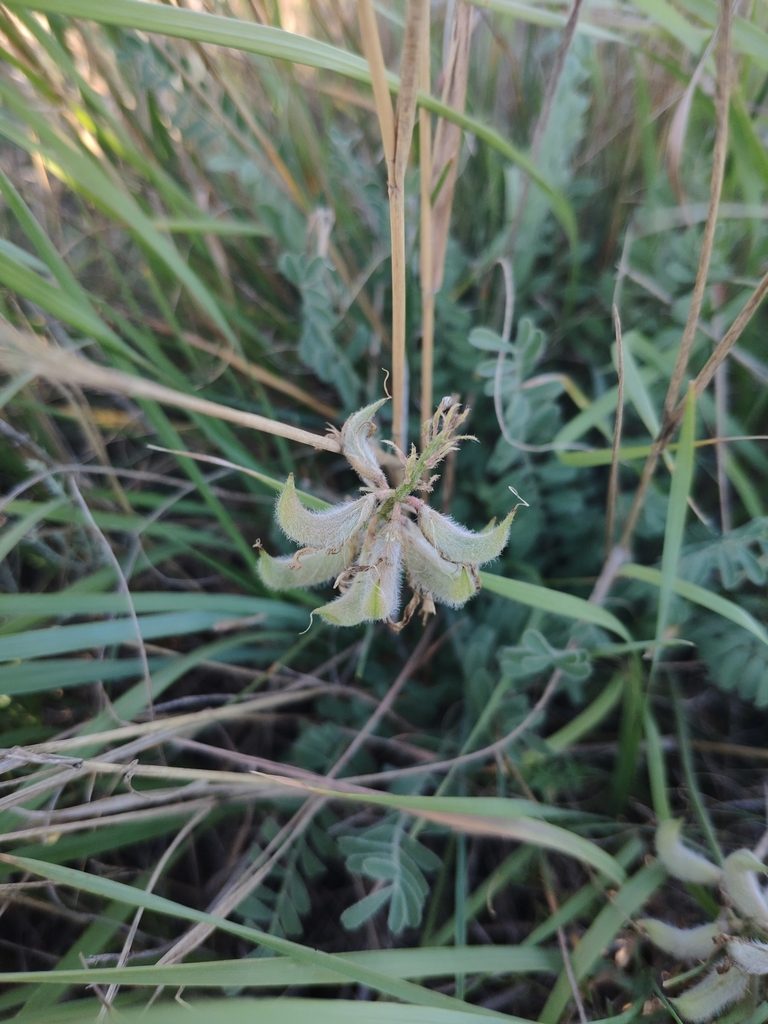 Astragalus reduncus, photographed by Denys Vynokurov