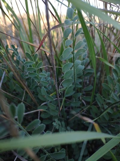 Astragalus reduncus, photographed by Denys Vynokurov