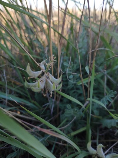 Astragalus reduncus, photographed by Denys Vynokurov