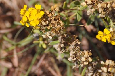 Psilostrophe villosa, photographed by brybrysciguy