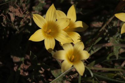 Romulea citrina, photographed by Noeleen du Toit