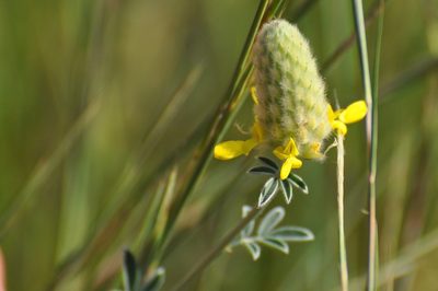 Dalea aurea, photographed by brybrysciguy