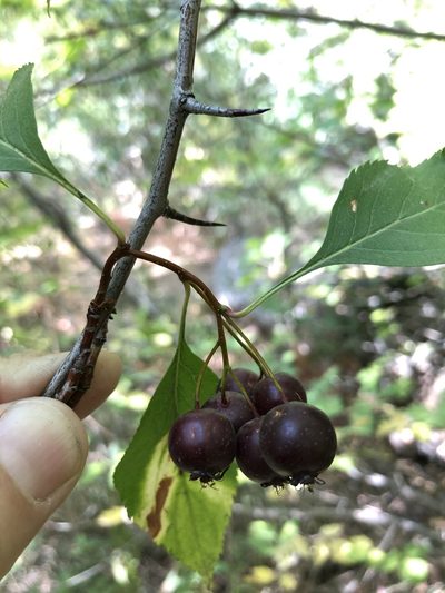 Crataegus rivularis, photographed by John Williams