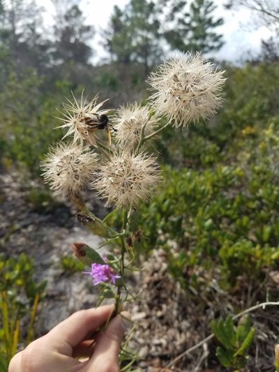 Liatris ohlingerae, photographed by Scott Ward