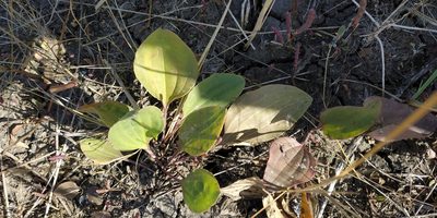 Plantago cornuti, photographed by Yurii Basov